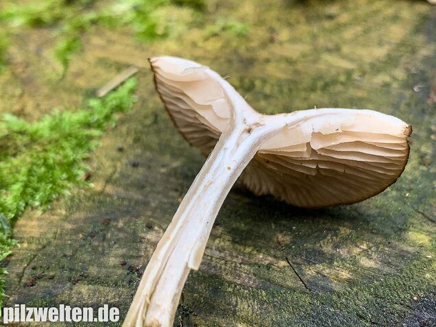Fleischbräunlicher Anistrichterling, Clitocybe obsoleta