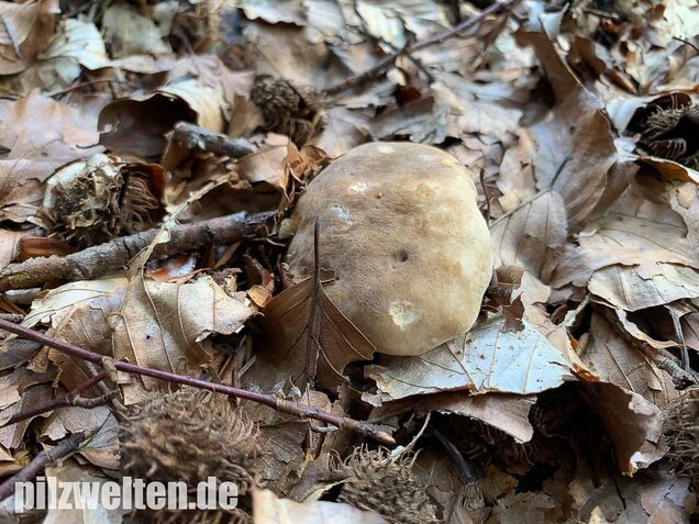 Flügelsporiger Milchling, Lactarius pterosporus