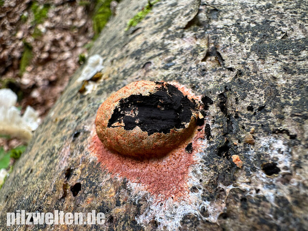 Gelboranger Schleimpilz, Rotoranger Schleimpilz, Fuligo leviderma