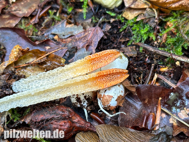 Gemeine Hundsrute, Mutinus caninus
