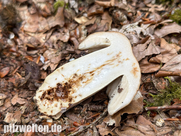 Gilbender Stinktäubling, Russula subfoetens