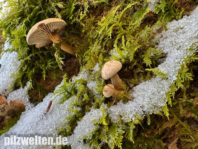 Harziger Sägeblättling, Neolentinus adhaerens