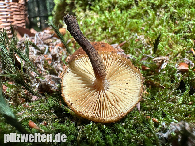 Igelschüppchenschnitzling, Phaeomarasmius erinaceus