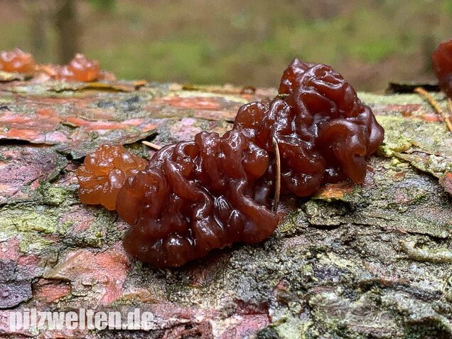 Kandisbrauner Drüsling, Exidia saccharina