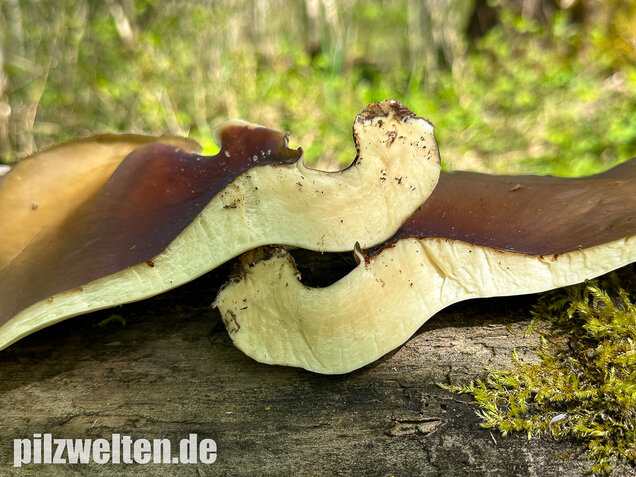 Kastanienbrauner Stielporling, Süßriechender Porling, Picipes badius
