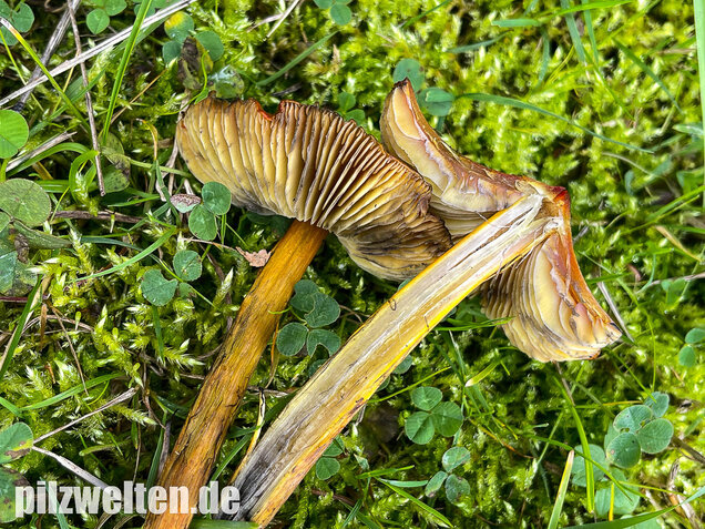 Kegeliger Saftling, Schwärzender Saftling, Hygrocybe conica
