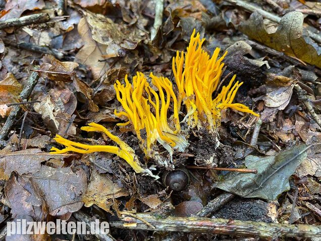 Klebriger Hörnling, Ziegenbart, Zwergerlfeuer, Calocera viscosa