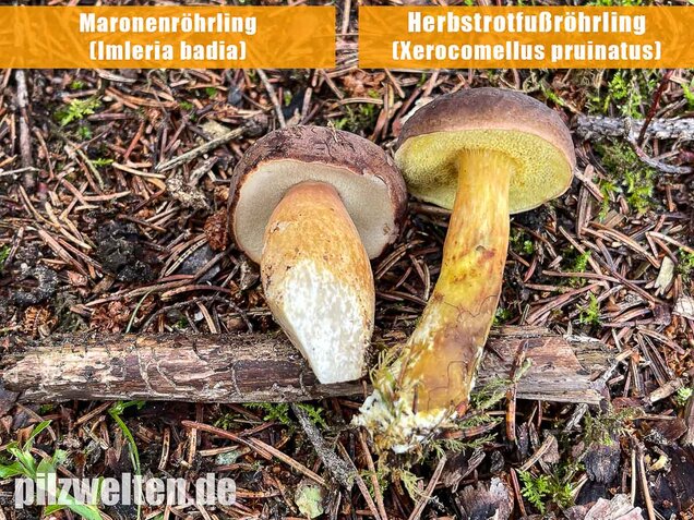 Maronenröhrling, Imleria badia