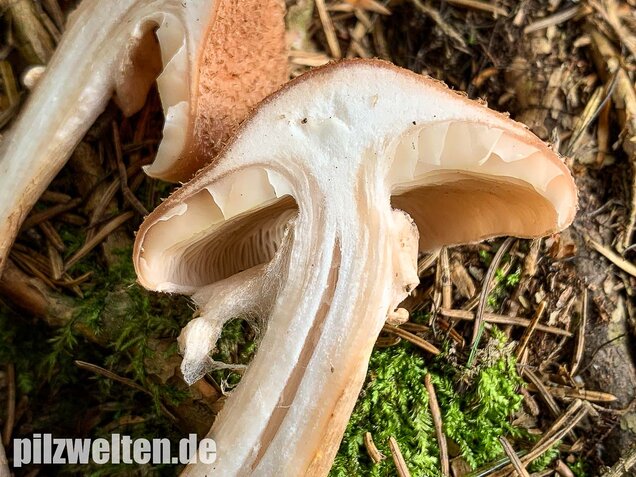 Nadelholzhallimasch, Armillaria ostoyae