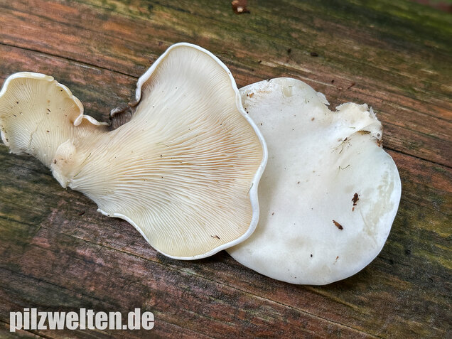 Ohrförmiger Seitling, Pleurocybella porrigens