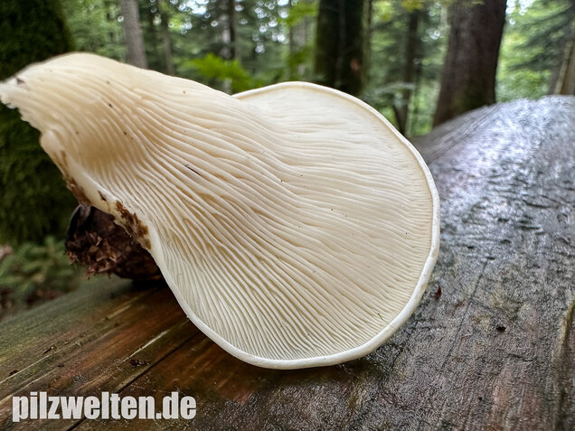Ohrförmiger Seitling, Pleurocybella porrigens