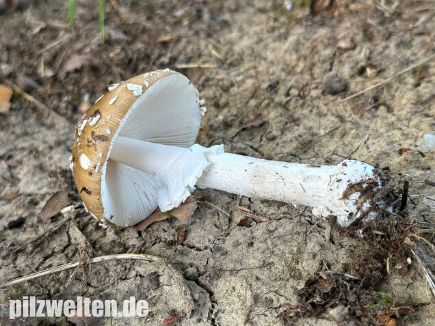 Pantherpilz, Pantherwulstling, Amanita pantherina