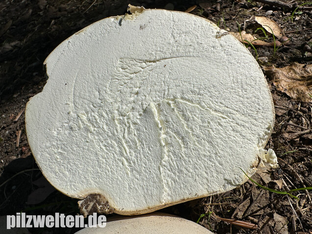 Riesenbovist, Calvatia gigantea