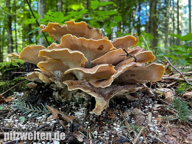 Riesenporling, Meripilus giganteus