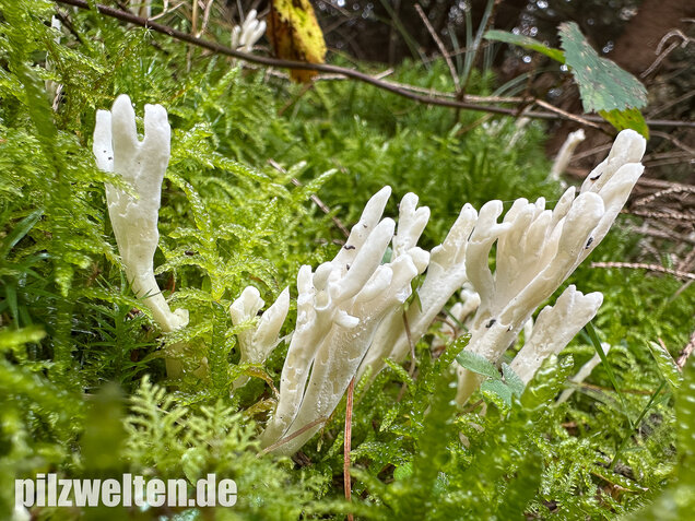 Runzelige Koralle, Runzeliger Keulenpilz, Clavulina rugosa