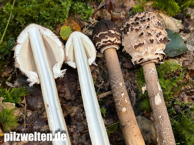 Rußbrauner Riesenschirmling, Düsterer Parasol, Macrolepiota procera var. fuliginosa