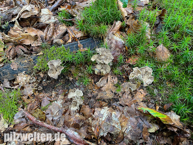 Schwärzender Leistling, Schwärzende Kraterelle, Craterellus melanoxeros