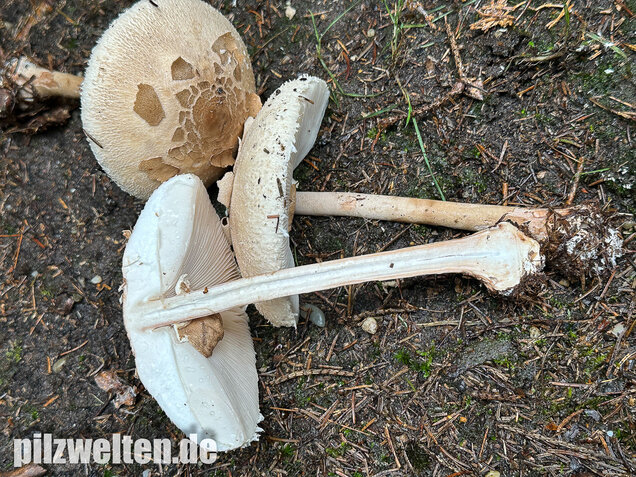 Sternschuppiger Riesenschirmling, Grobscholliger Riesenschirmling, Macrolepiota rhodosperma