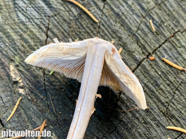 Stinkschirmling, Lepiota cristata