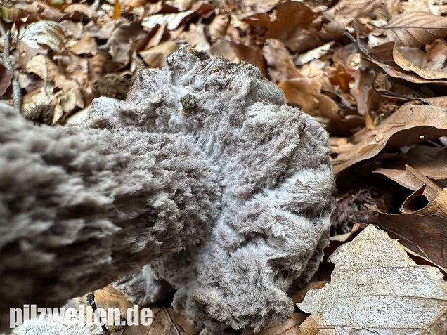 Strubbelkopfröhrling, Strobilomyces strobilaceus