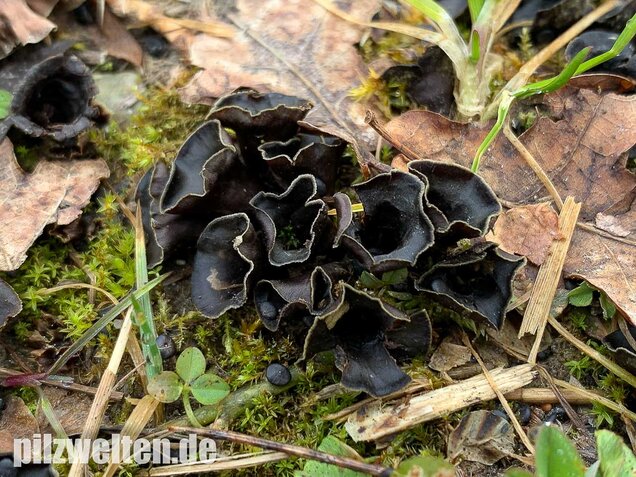 Topfteuerling, Cyathus olla