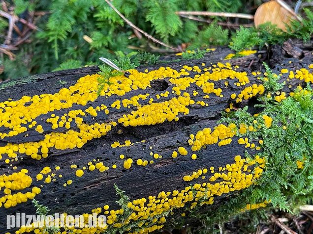 Zitronengelber Reisigbecherling, Calycina citrina