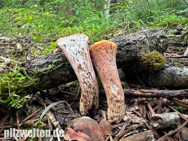 Abgestutzte Herkuleskeule, Clavariadelphus truncatus