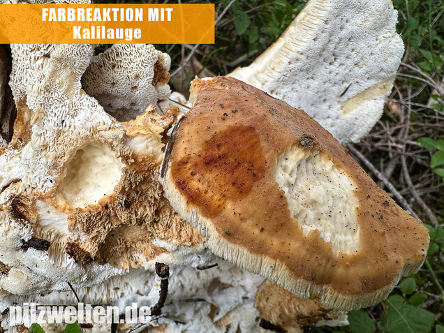 Bergporling, Bondarzewia mesenterica