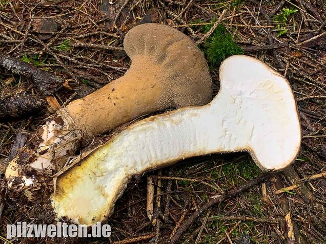 Beutelstäubling, Lycoperdon excipuliforme