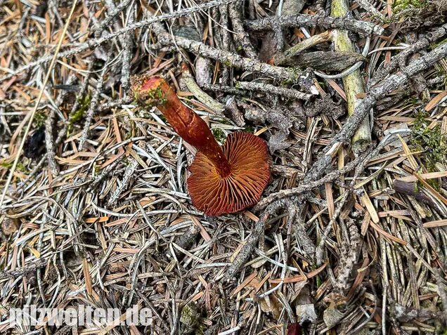Blutroter Hautkopf, Cortinarius sanguineus