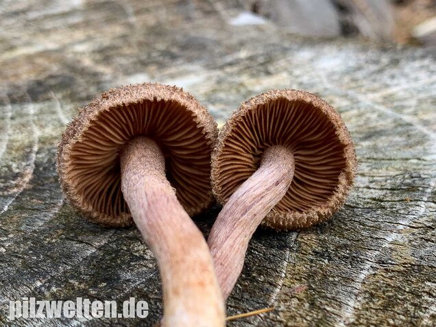 Braunvioletter Risspilz, Inocybe cincinnata var. major