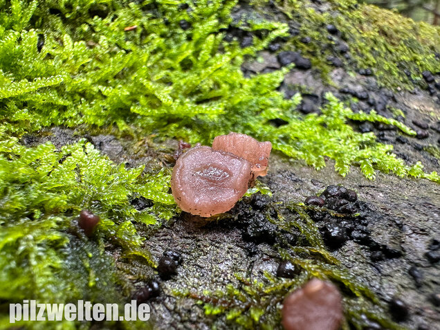 Buchenkreisling, Buchen-Gallertkreisling, Neobulgaria pura