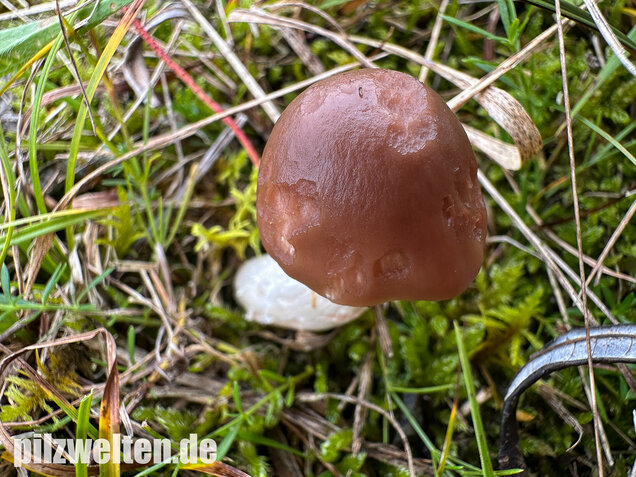 Dattelbrauner Ellerling, Cuphophyllus colemannianus