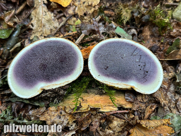 Dickschaliger Kartoffelbovist, Scleroderma citrinum