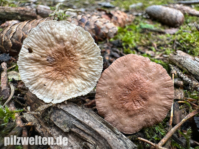 Knoblauchschwindling, Mycetinis scorodonius