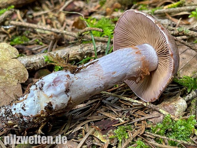 Erdigriechender Schleimkopf, Cortinarius variicolor