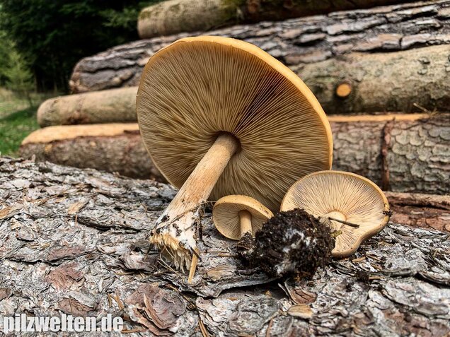Frühjahrsweichritterling, Melanoleuca cognata