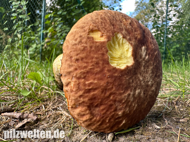 Gehämmerter Röhrling, Hemileccinum depilatum