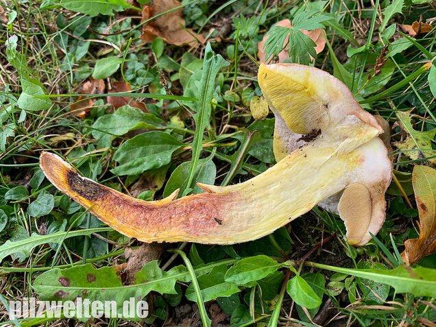 Gehämmerter Röhrling, Hemileccinum depilatum