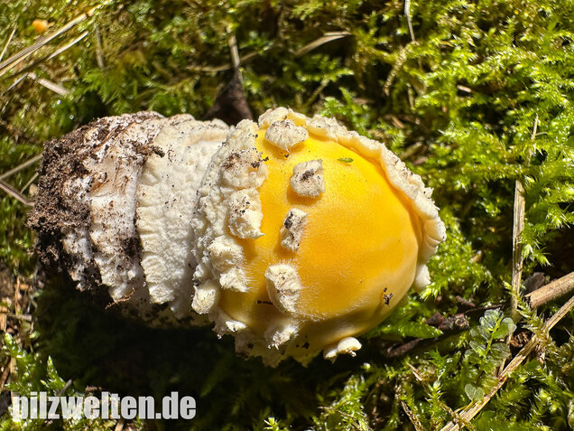 Gelber Fliegenpilz, Amanita muscaria var. formosa