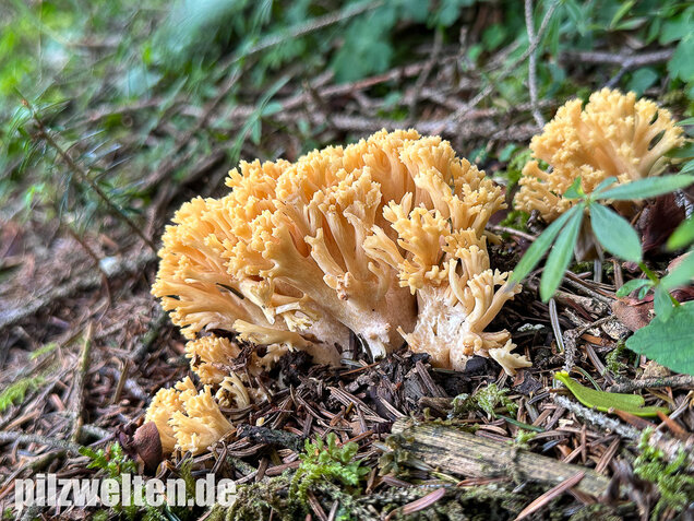 Gelbwerdende Koralle, Rosagelbliche Koralle, Ramaria flavescens