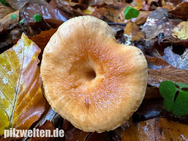 Genabelter Semmelstoppelpilz, Hydnum umbilicatum