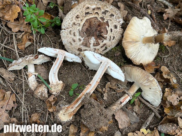 Gerandetknolliger Safranschirmling, Chlorophyllum brunneum