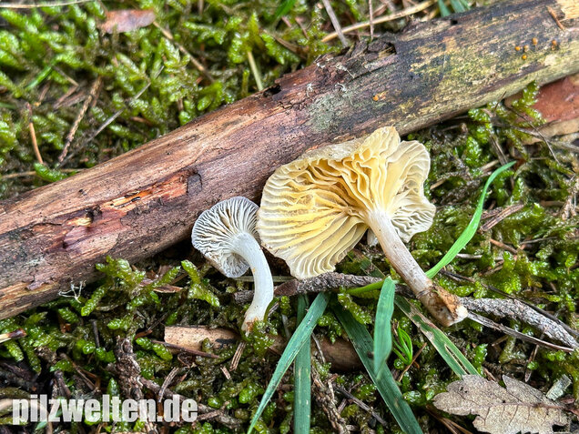 Gestreifter Nabeling, Gelbblättriger Nabeling, Gerronema strombodes
