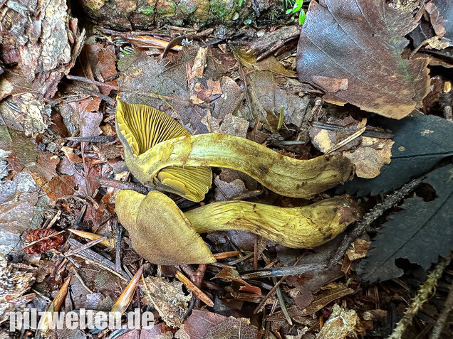 Grünblättriger Hautkopf, Hainbuchenhautkopf, Cortinarius olivaceofuscus