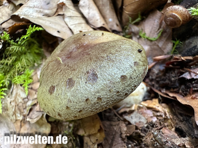 Graugrüner Milchling, Lactarius blennius