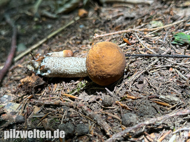 Hainbuchenraufuß, Leccinellum pseudoscabrum