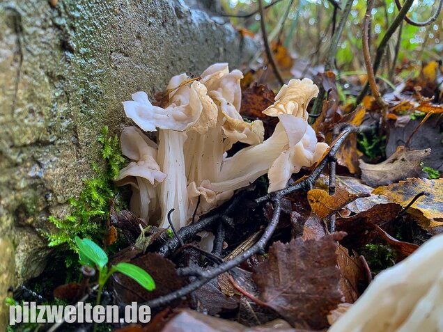 Herbstlorchel, Helvella crispa