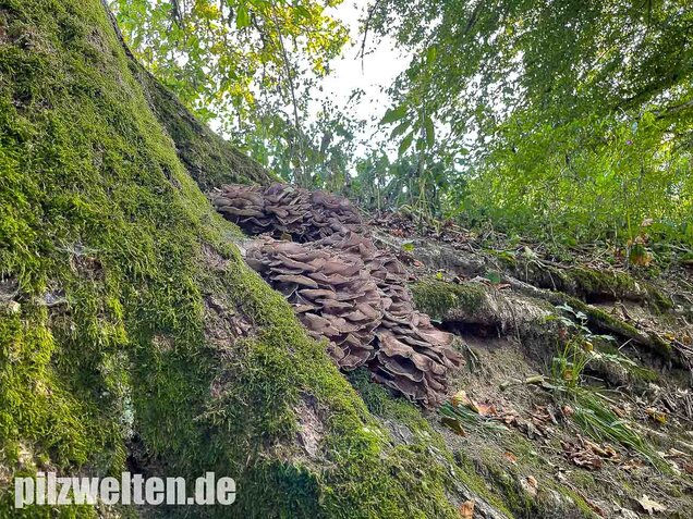 Klapperschwamm, Maitake, Grifola frondosa