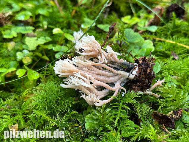Korallenbefall, Korallenschimmel, Helminthosphaeria clavariarum